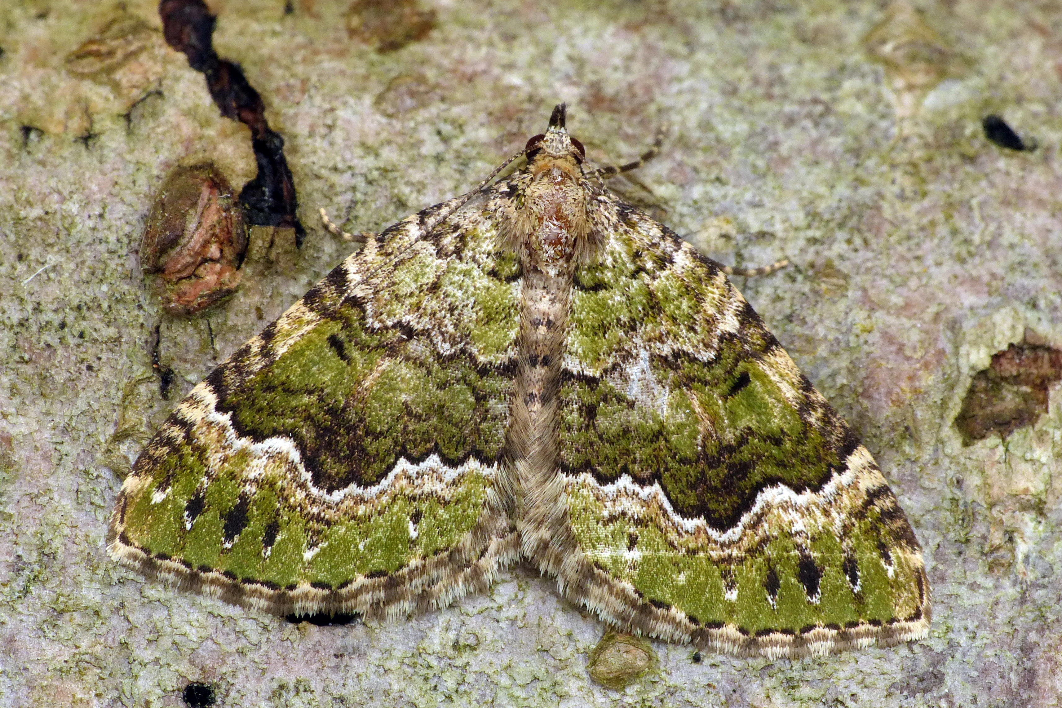 Colostygia olivata 280614 torgny1 ChristopheGruwier.jpg